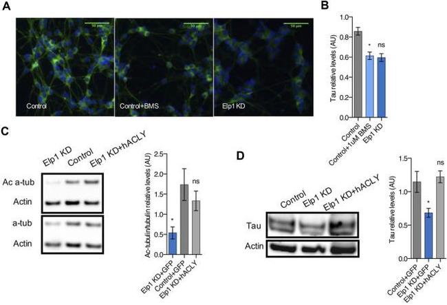 Tau Antibody in Western Blot (WB)