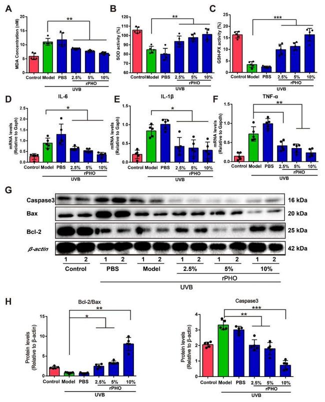 Caspase 3 Antibody in Western Blot (WB)