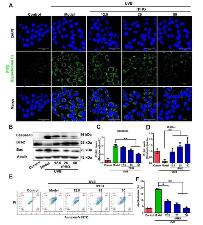 Caspase 3 Antibody in Western Blot (WB)