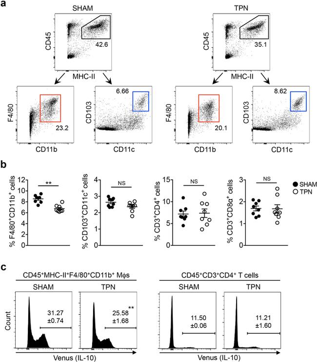 CD103 (Integrin alpha E) Antibody in Flow Cytometry (Flow)