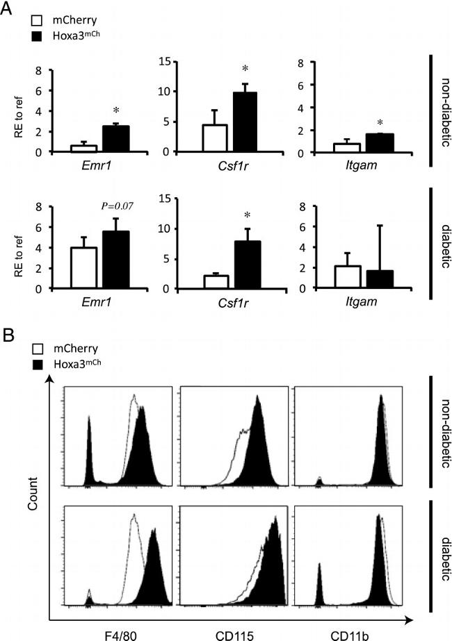 CD115 (c-fms) Antibody in Flow Cytometry (Flow)