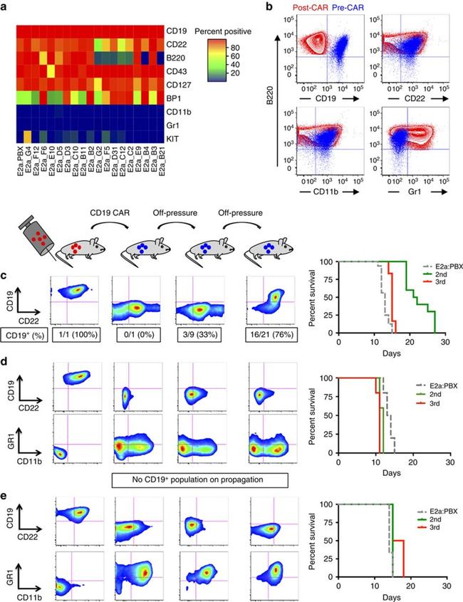 CD11b Antibody in Flow Cytometry (Flow)