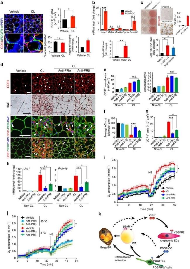 CD140a (PDGFRA) Antibody in Flow Cytometry (Flow)