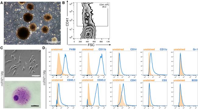 CD3e Antibody in Flow Cytometry (Flow)