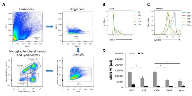 MHC Class II (I-A/I-E) Antibody in Flow Cytometry (Flow)