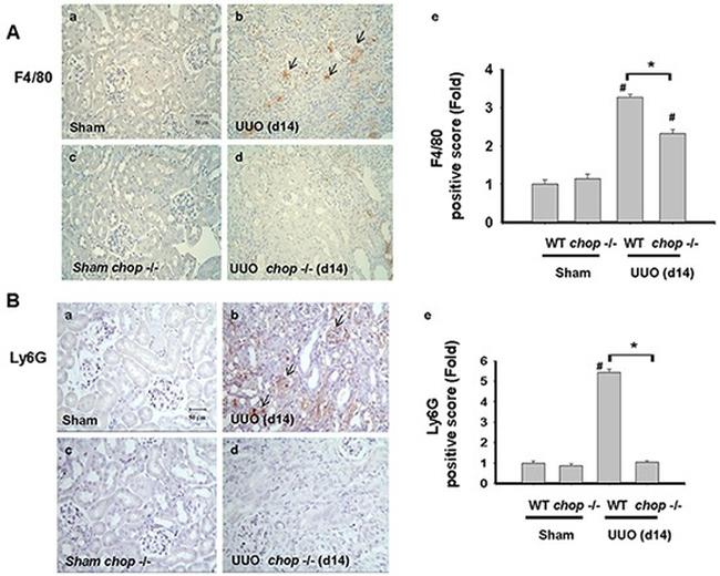 Ly-6G/Ly-6C Antibody in Immunohistochemistry (IHC)