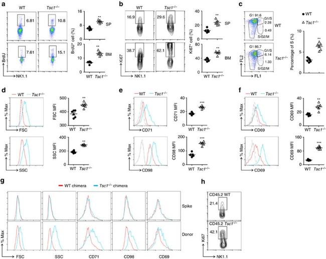 NK1.1 Antibody in Flow Cytometry (Flow)