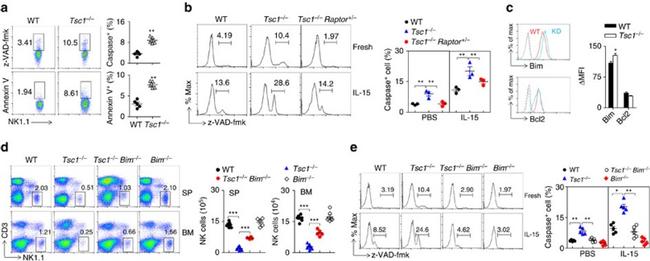 NK1.1 Antibody in Flow Cytometry (Flow)