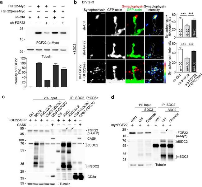 CD8a Antibody in Immunoprecipitation (IP)