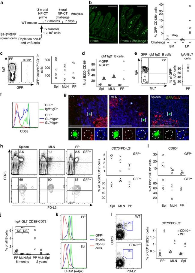 CD73 Antibody in Flow Cytometry (Flow)