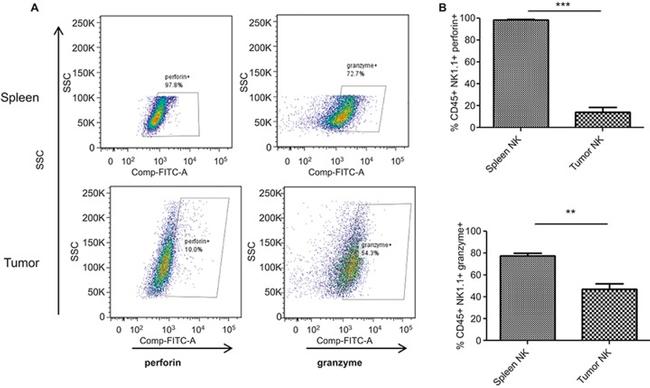 NK1.1 Antibody in Flow Cytometry (Flow)