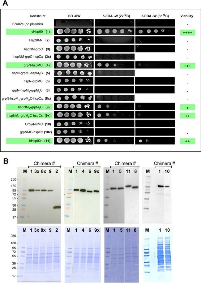 HisG Epitope Tag Antibody in Western Blot (WB)