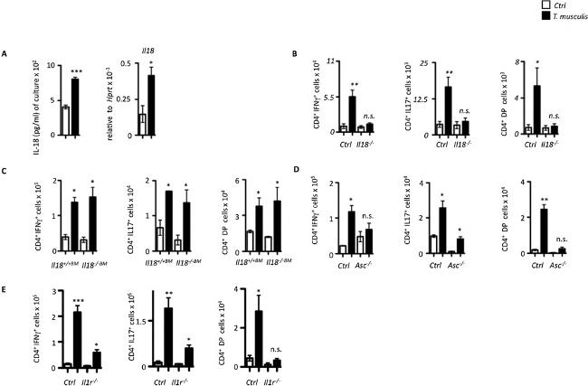 IL-17A Antibody in Flow Cytometry (Flow)