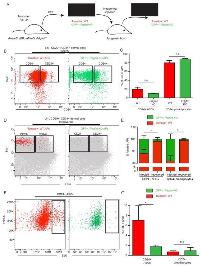 CD24 Antibody in Flow Cytometry (Flow)