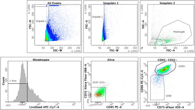 CD73 Antibody in Flow Cytometry (Flow)