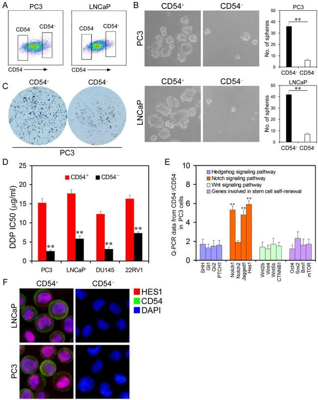 CD54 (ICAM-1) Antibody in Flow Cytometry (Flow)