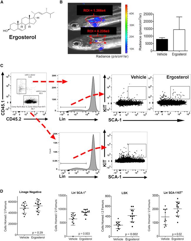 CD117 (c-Kit) Antibody in Flow Cytometry (Flow)