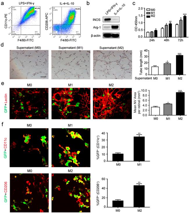 CD11c Antibody in Flow Cytometry (Flow)