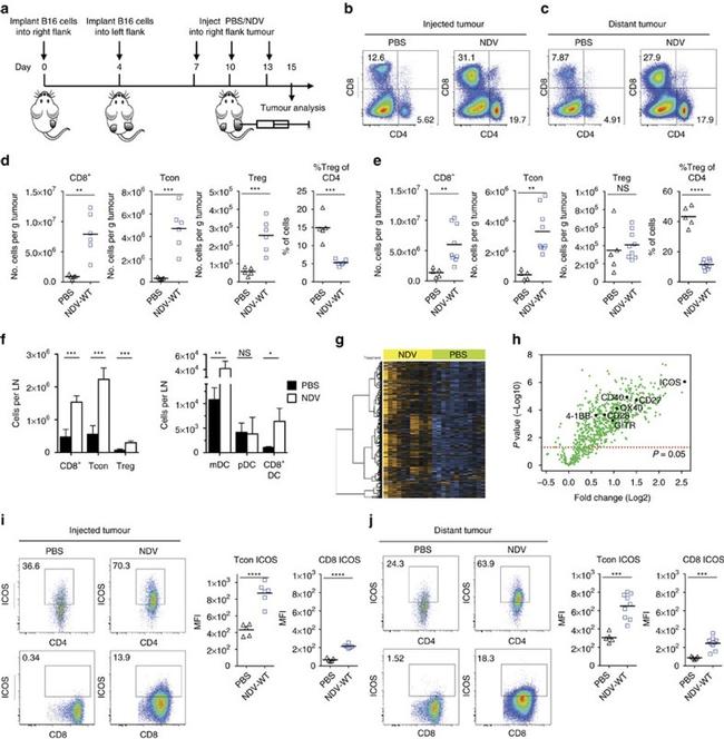 CD45.2 Antibody in Flow Cytometry (Flow)