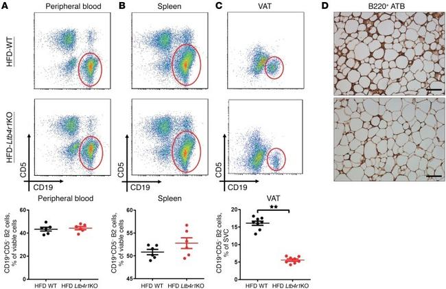 CD19 Antibody in Flow Cytometry (Flow)