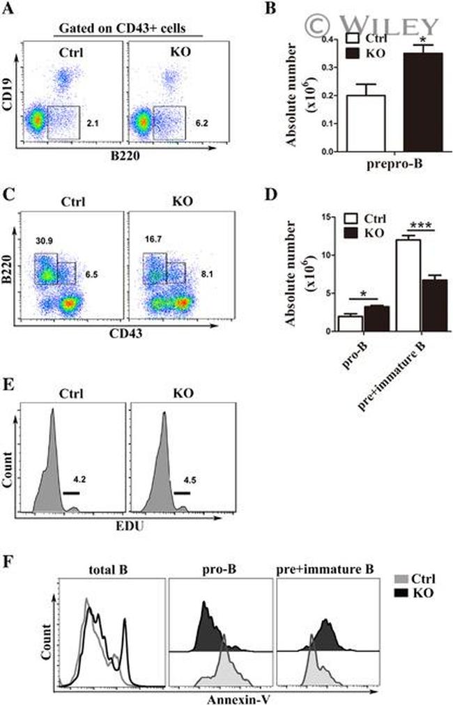 CD19 Antibody in Flow Cytometry (Flow)