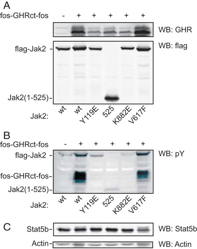 JAK2 Antibody in Western Blot (WB)