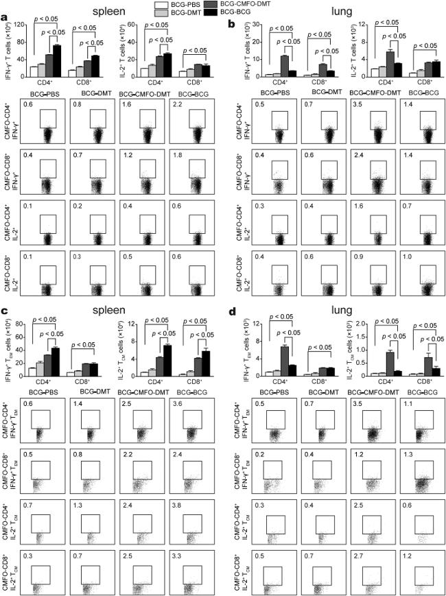 CD8a Antibody in Flow Cytometry (Flow)