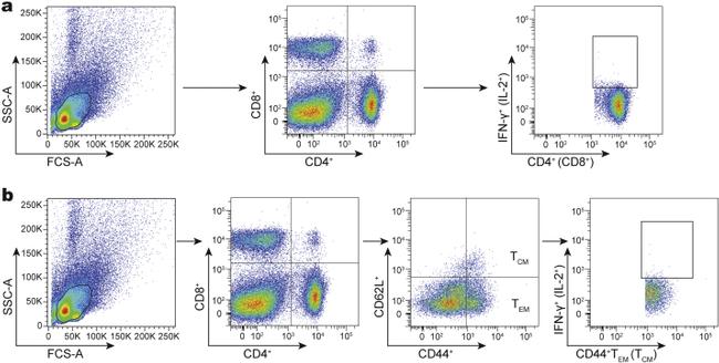 CD8a Antibody in Flow Cytometry (Flow)