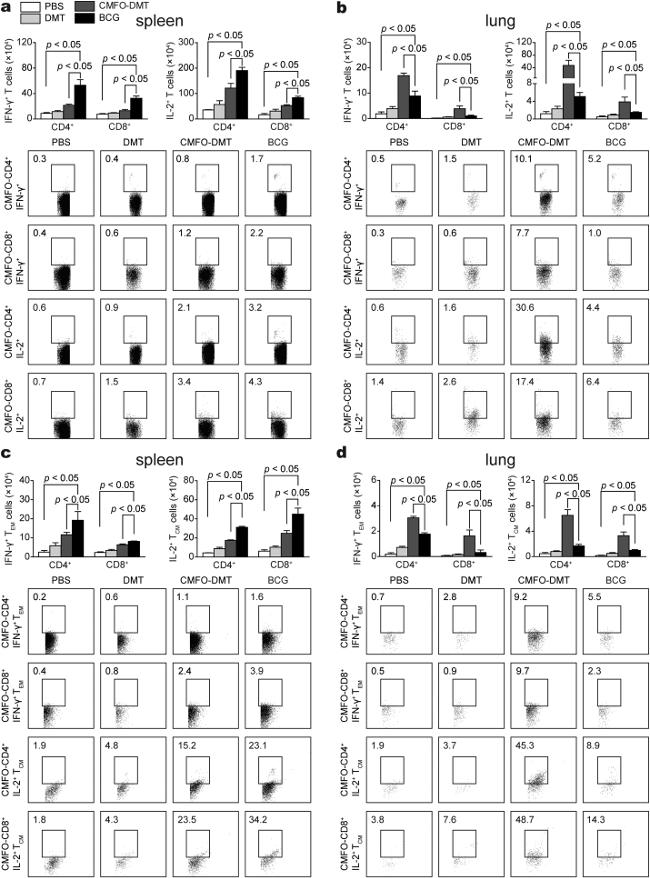 CD8a Antibody in Flow Cytometry (Flow)