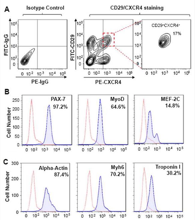 CD184 (CXCR4) Antibody in Flow Cytometry (Flow)