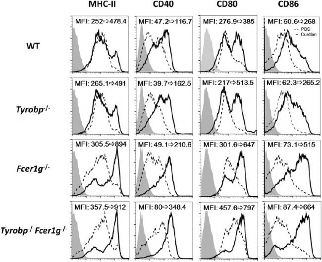 CD86 (B7-2) Antibody in Flow Cytometry (Flow)