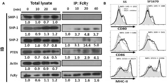 CD86 (B7-2) Antibody in Flow Cytometry (Flow)