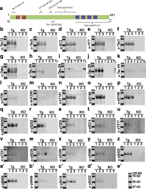 Phospho-Tau (Ser199, Ser202) Antibody in Western Blot (WB)