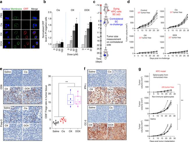 FOXP3 Antibody in Immunohistochemistry (IHC)