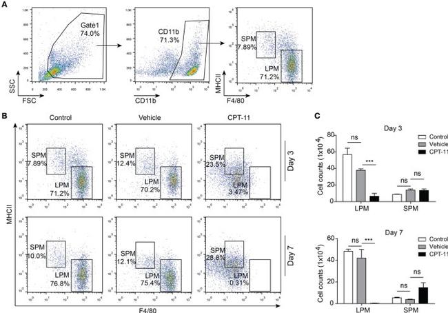 MHC Class II (I-A/I-E) Antibody in Flow Cytometry (Flow)