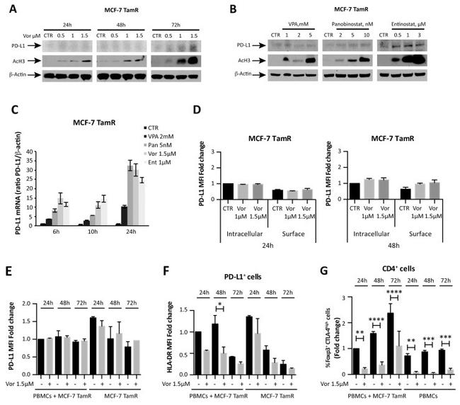 HLA-DR Antibody in Flow Cytometry (Flow)