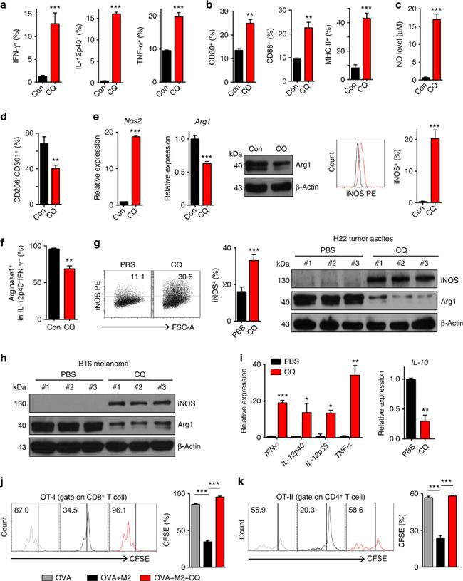 IFN gamma Antibody in Flow Cytometry (Flow)