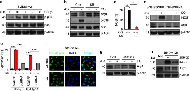 IFN gamma Antibody in Flow Cytometry (Flow)