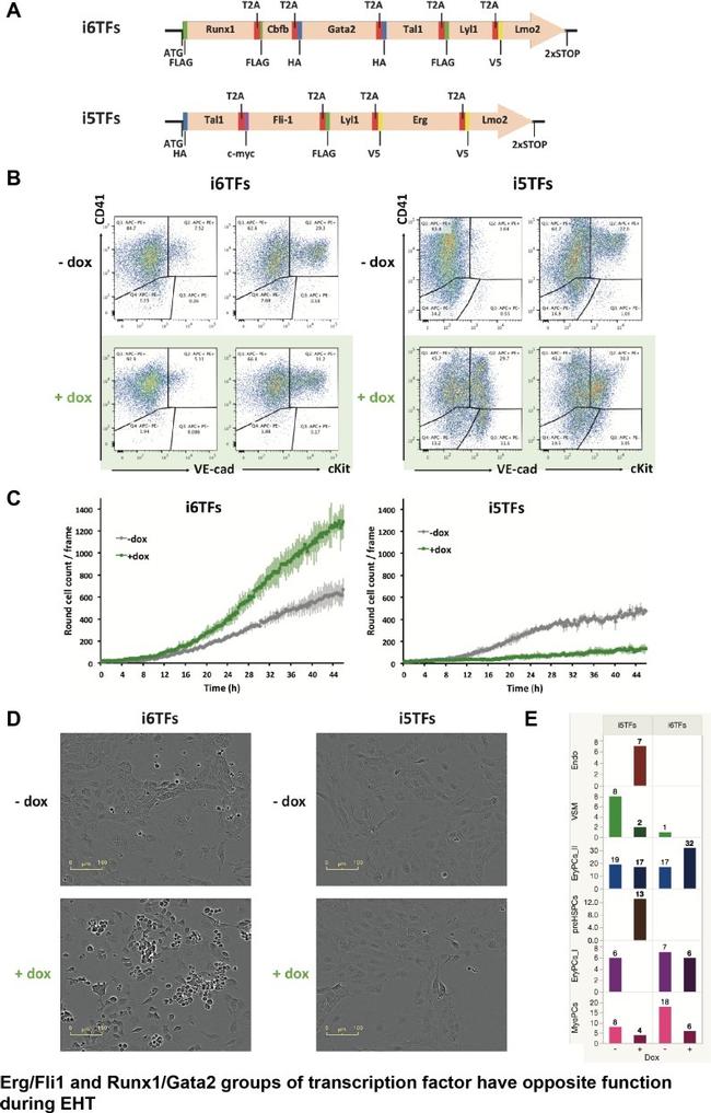 CD144 (VE-cadherin) Antibody in Flow Cytometry (Flow)