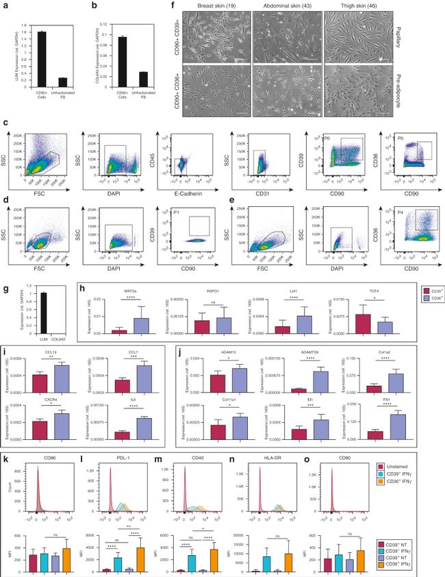 CD90 (Thy-1) Antibody in Flow Cytometry (Flow)