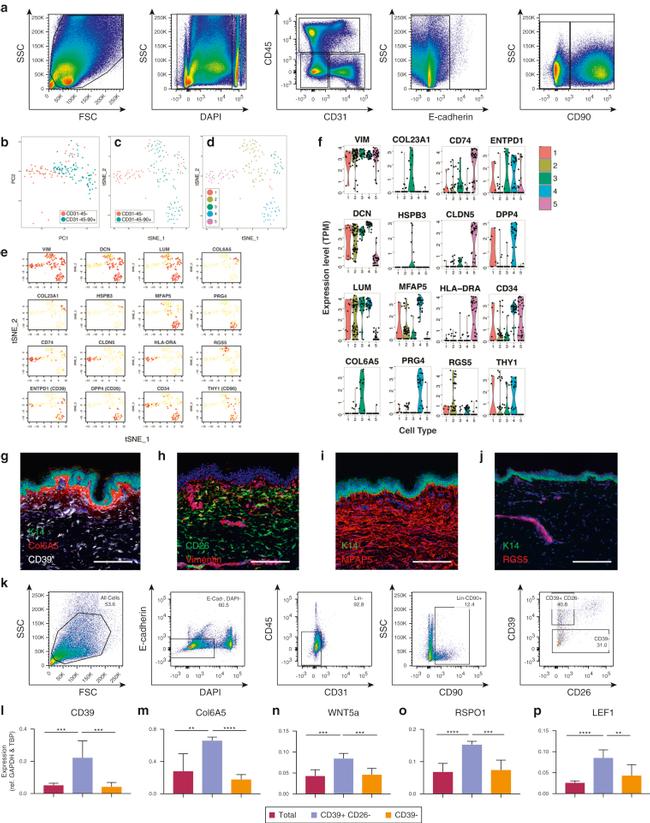 CD90 (Thy-1) Antibody in Flow Cytometry (Flow)