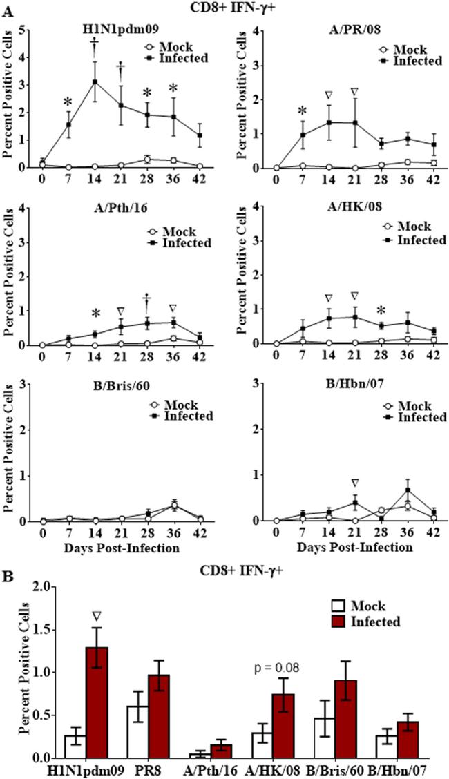 CD8a Antibody in Flow Cytometry (Flow)