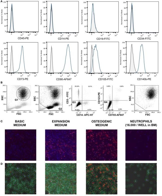 CD123 Antibody in Flow Cytometry (Flow)