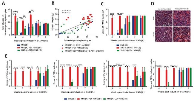 Ly-6G/Ly-6C Antibody in Flow Cytometry (Flow)