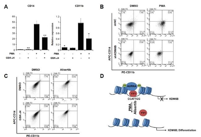 CD11b Antibody in Flow Cytometry (Flow)