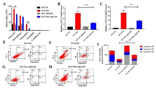 Ly-6G/Ly-6C Antibody in Flow Cytometry (Flow)