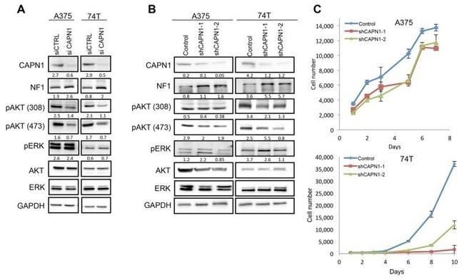 ERK1/ERK2 Antibody in Western Blot (WB)