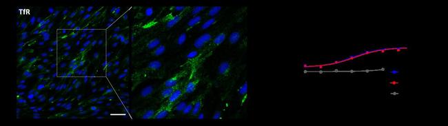 Transferrin Receptor Antibody in Immunocytochemistry (ICC/IF)