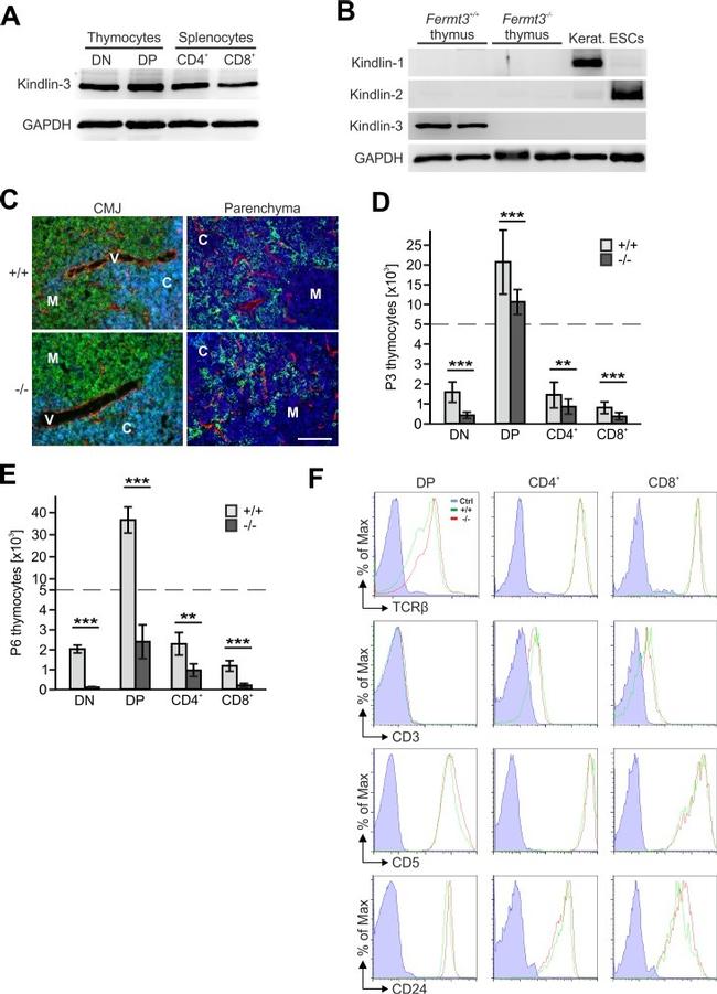 CD8a Antibody in Flow Cytometry (Flow)