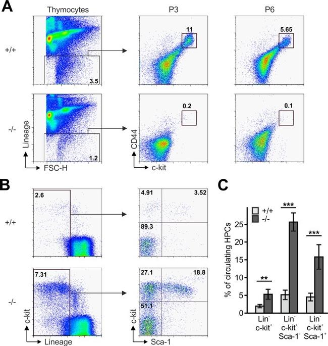 CD19 Antibody in Flow Cytometry (Flow)